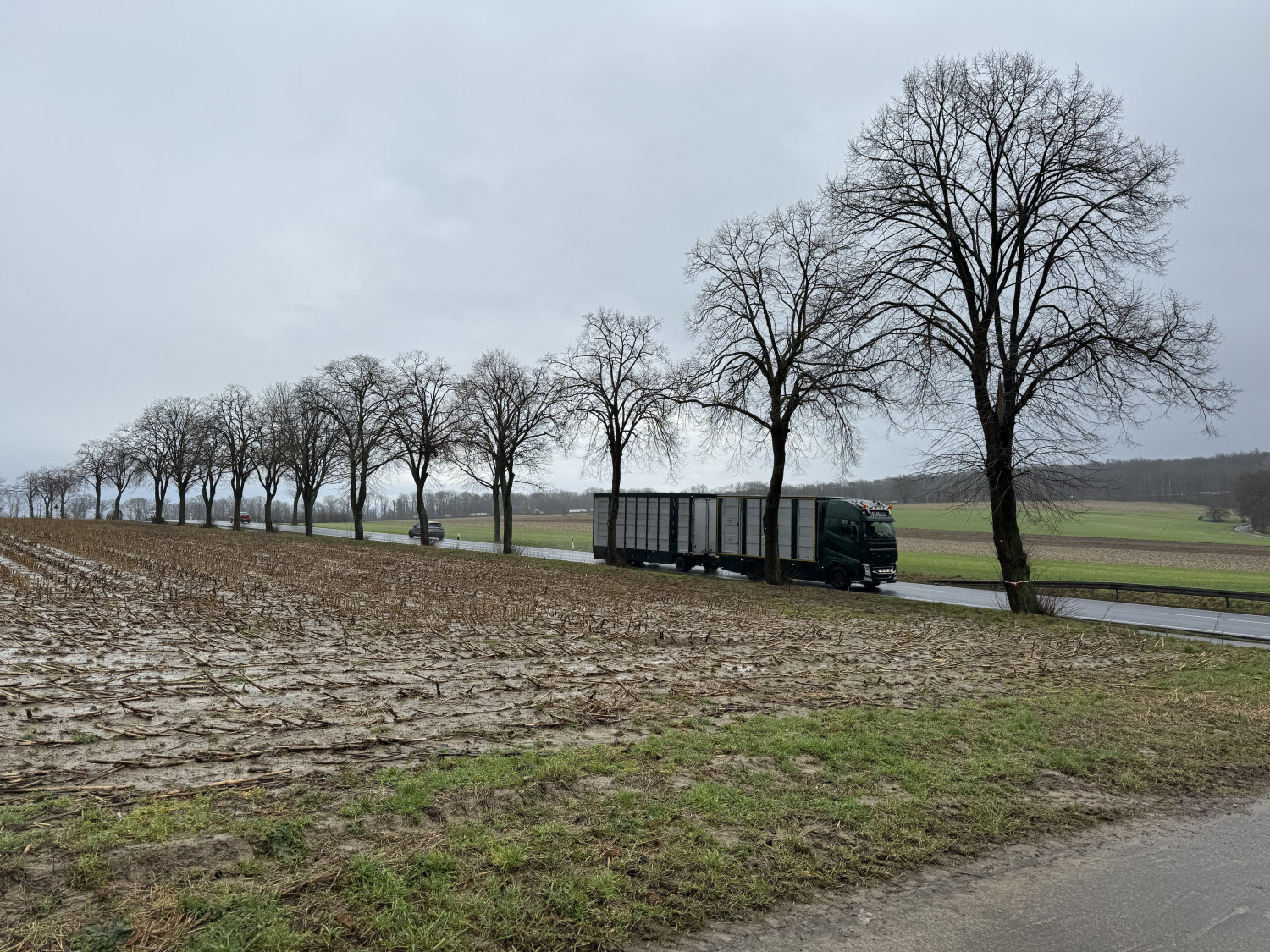 24 Bäume entlang der Bundesstraße 65 müssen gefällt werden. Neupflanzungen erfolgen in großer Stückzahl.