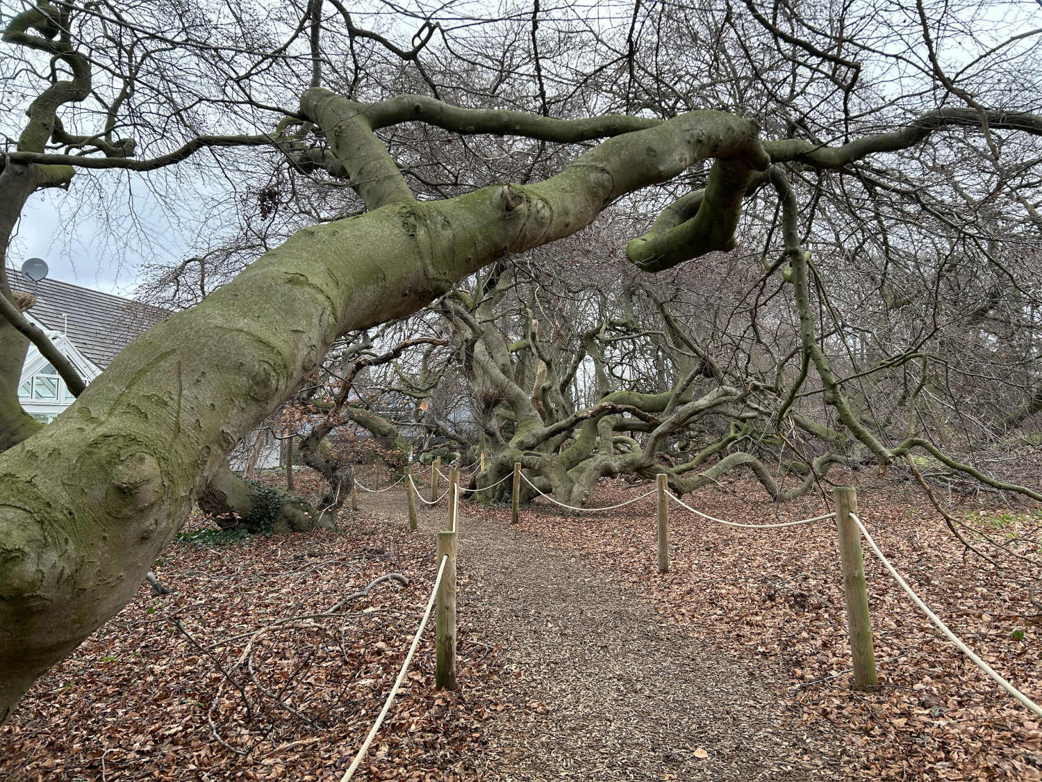 Die Süntelbuchenallee im Bad Nenndorfer Kurpark muss geschützt werden.