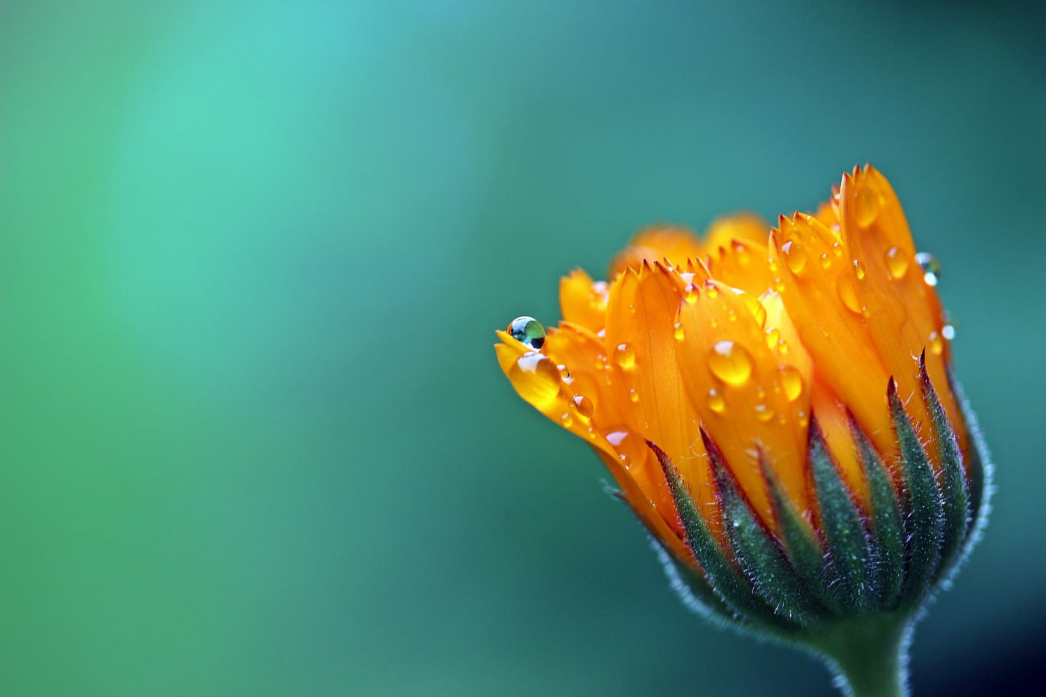 Header 2